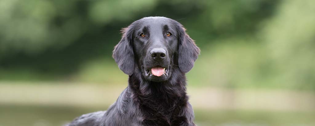 flatcoated retriever utomhus