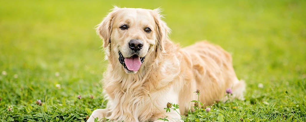 golden retriever ligger på en gräsmatta