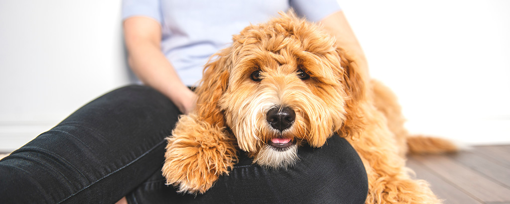 goldendoodle ligger i mattes knä och myser