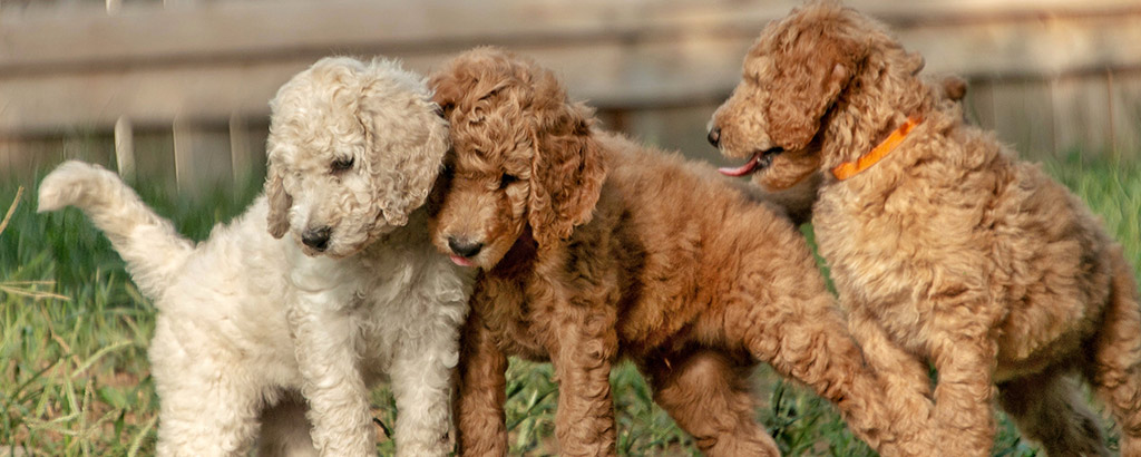 tre gulliga goldendoodle valpar