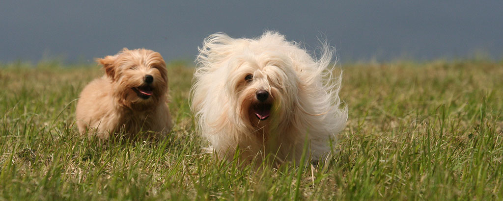 två glada bichon havanais springer på en äng