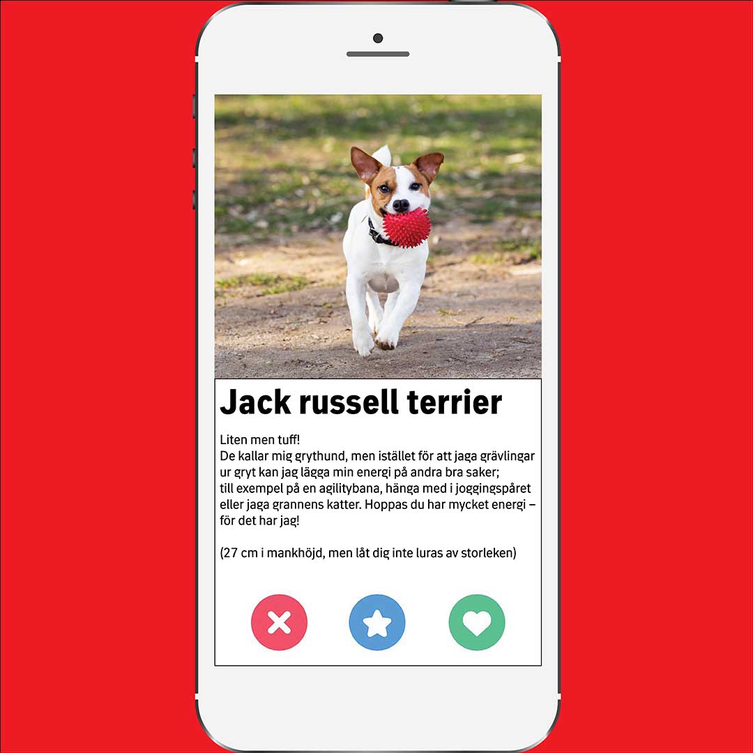 kontaktannons för en jack russell terrier
