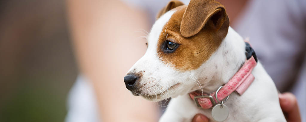 närbild på en jack russell valp