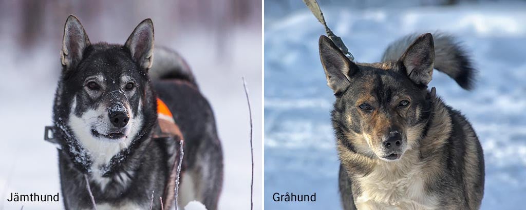 skillnad mellan jämthund och gråhund