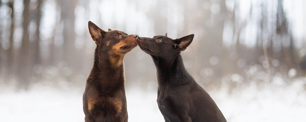 två vackra hundar australian kelpie på vintern