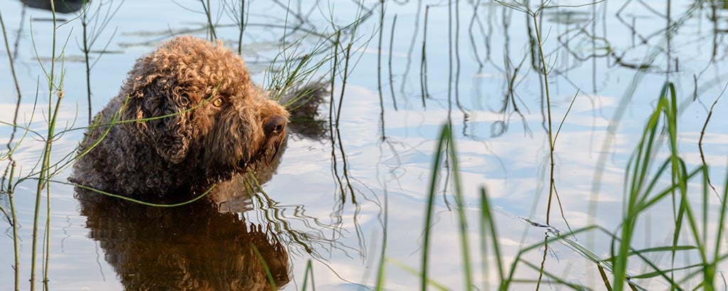 lagotto romagnolo står i vattenbrynet