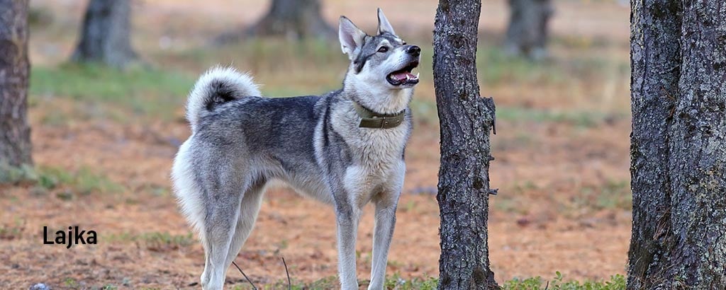 lajka arbetar vid jakt i skogen