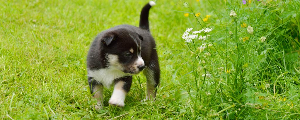 valp lapsk vallhund leker i gräset