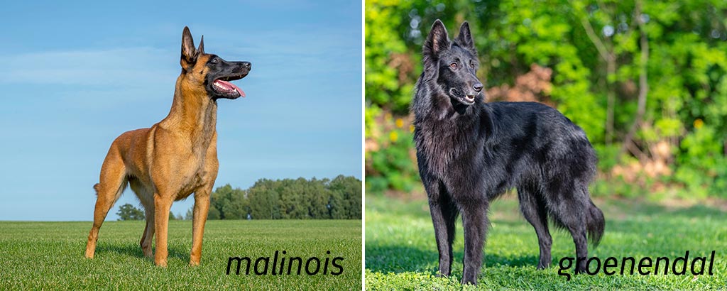 porträtt belgisk vallhund malinois och groenendael