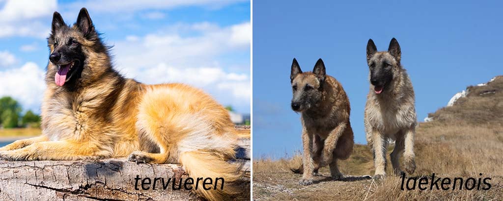 bild belgisk vallhund tervueren och laeknois