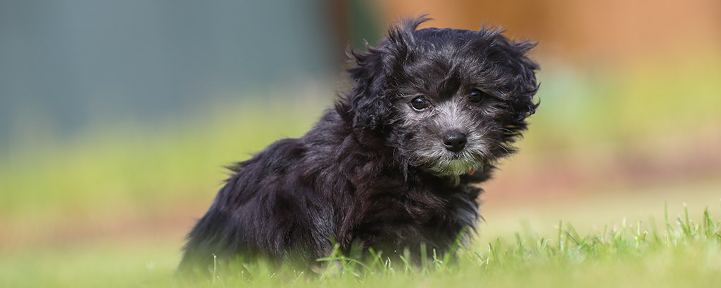 liten söt maltipoo valp