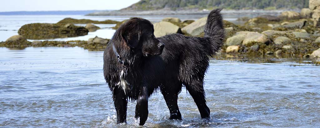 newfoundlandshund svart och vit i vatten