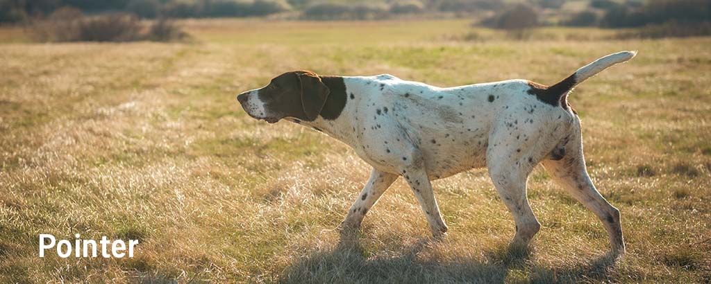 stående fågelhund pointer i position