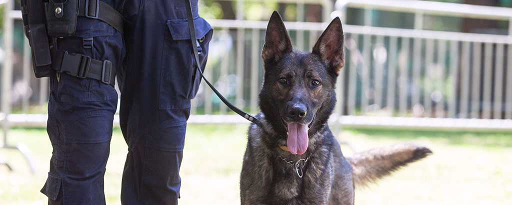 polishund av hundrasen belgisk vallhund malinois