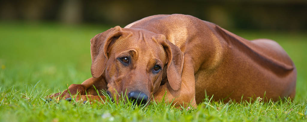 hund rhodesian ridgeback vilar i gräset