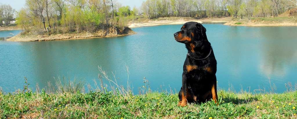 fin rottweiler sitter utomhus