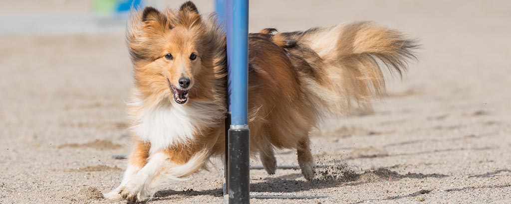 shetland sheepdog gör slalom på en agilitybana