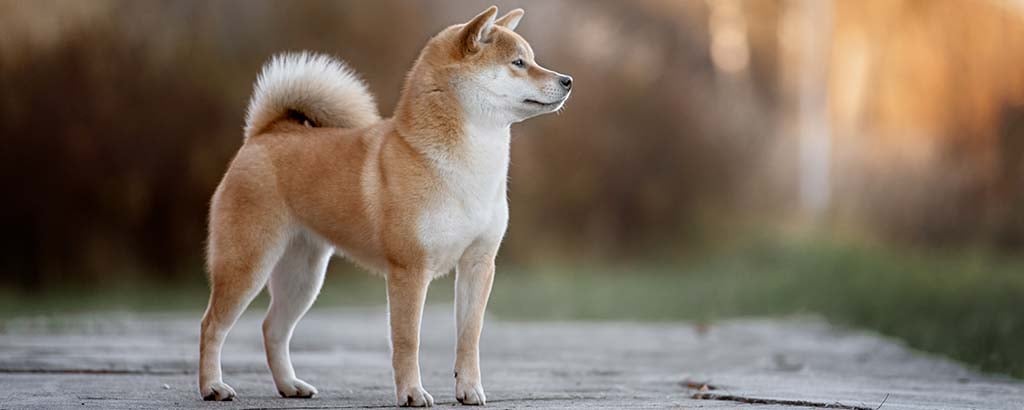 en liten söt hund Shiba ute i skogen