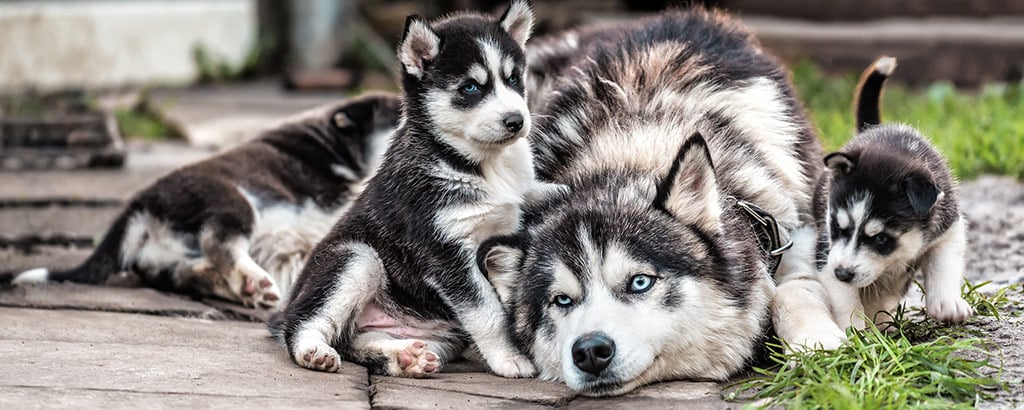 siberian husky med sina valpar