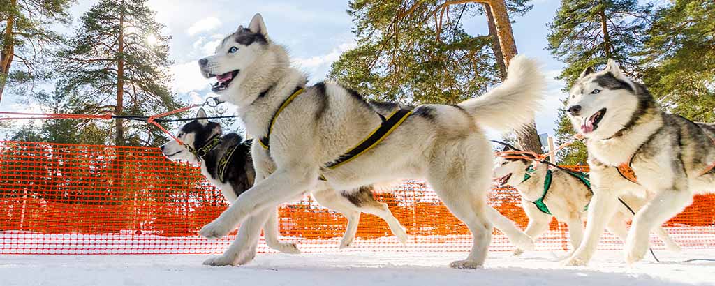 Siberian husky Moderna Djurförsäkringar