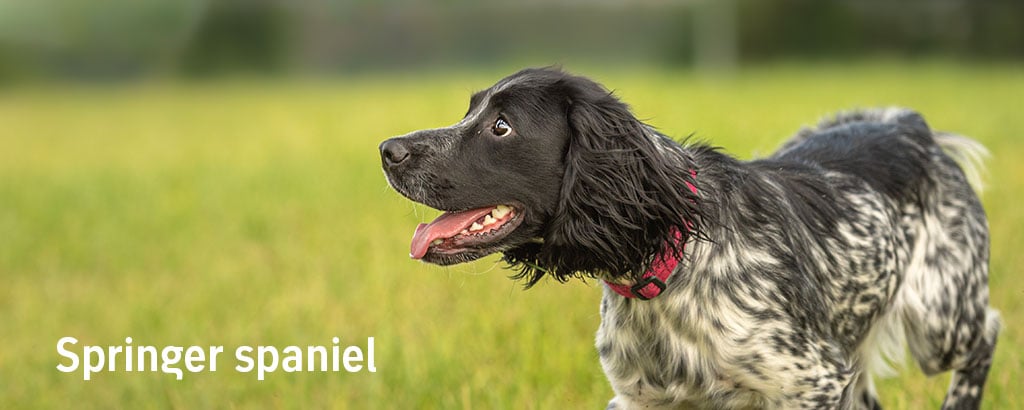 stötande fågelhund springer spaniel