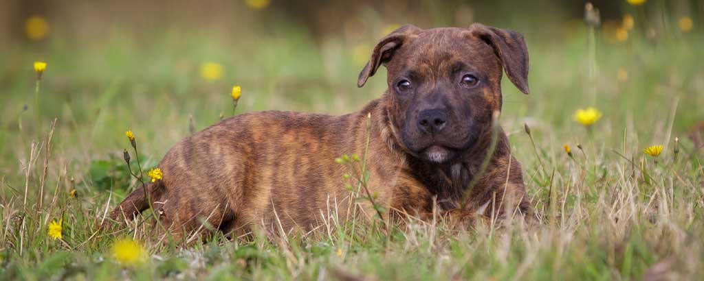 en valp staffordshire bullterrier i färgen brindle