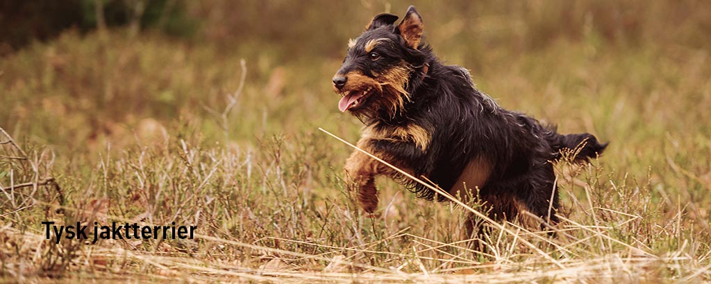 tysk jaktterrier springer i skogen