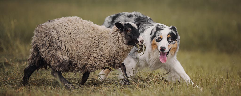 australian shepherd som vallar ett får