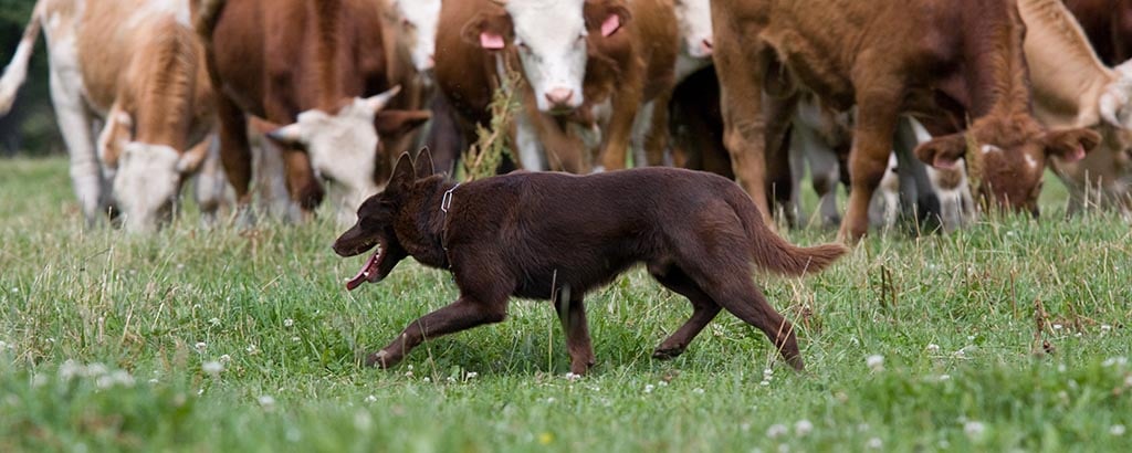 working kelpie som vallar nötkreatur