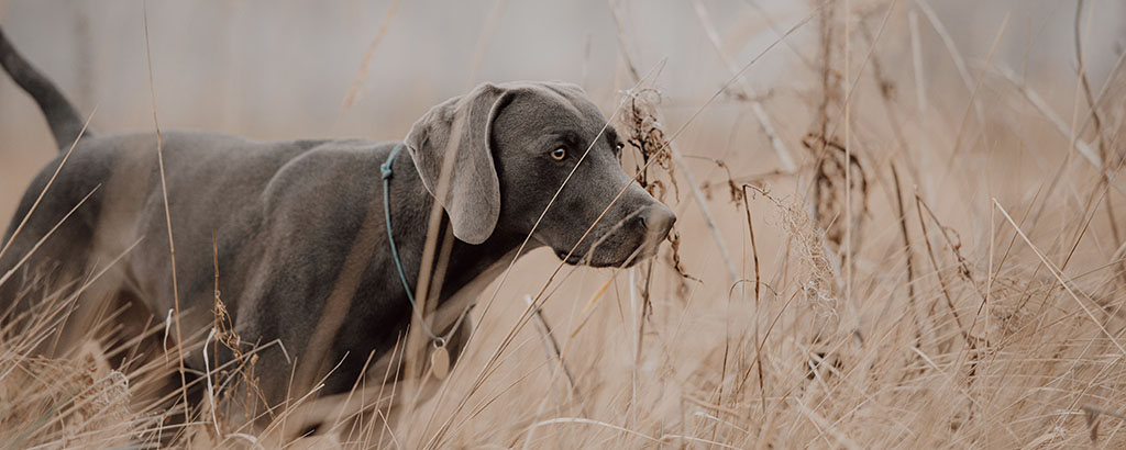 weimaraner är ute och jobbar på ett fält