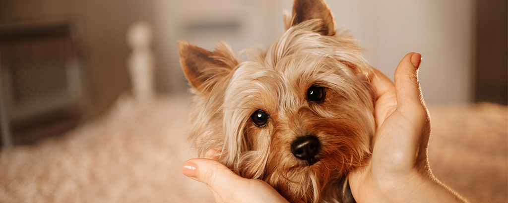 söt liten yorkie tillsammans med sin matte