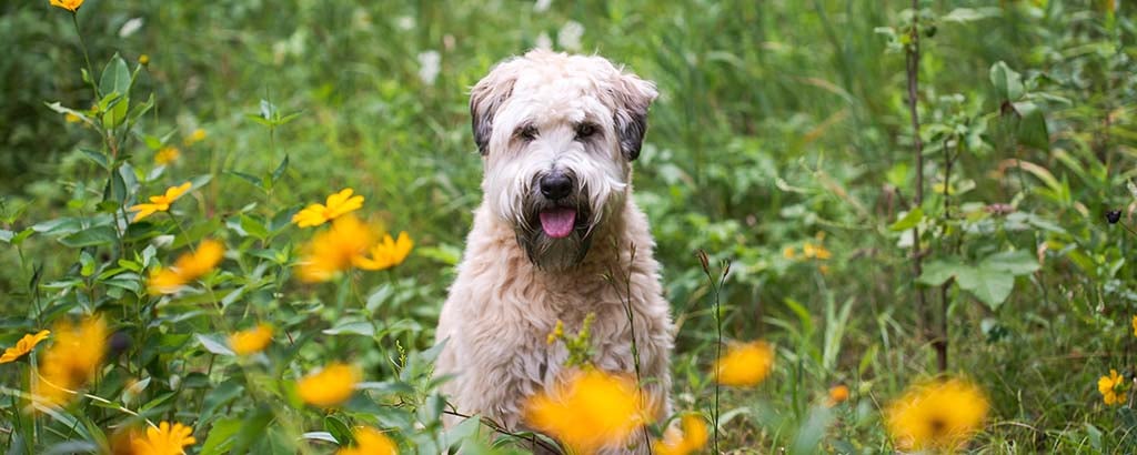 irish softcoated wheaten terrier ute i skogen