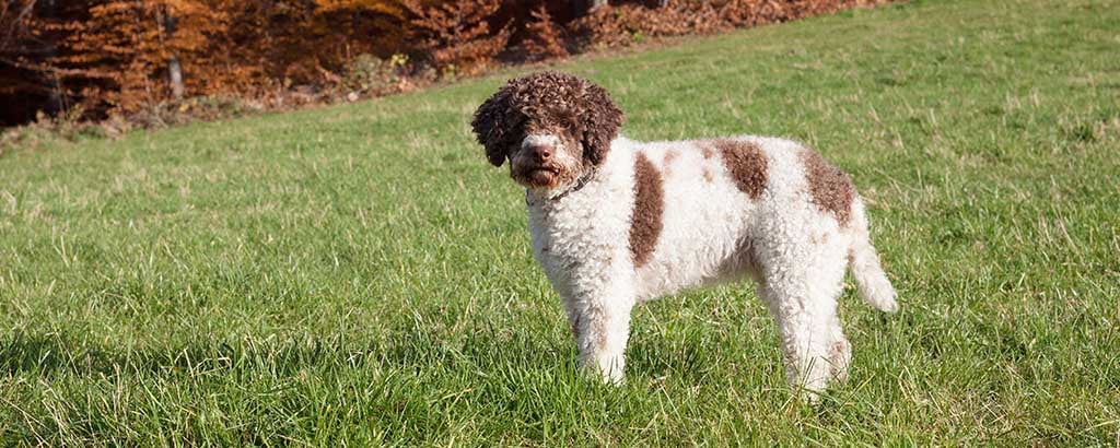 lagotto romagnolo utomhus 