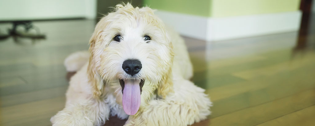 labradoodle ligger inne på golvet