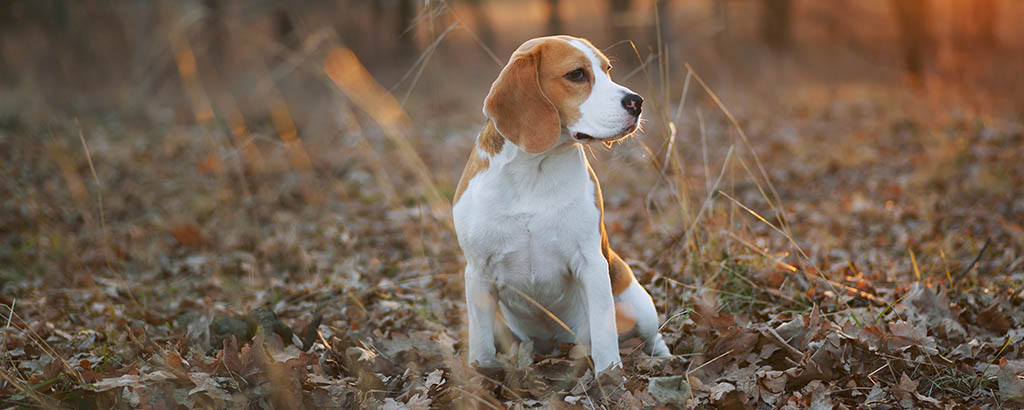 vacker beagle i skogen på hösten