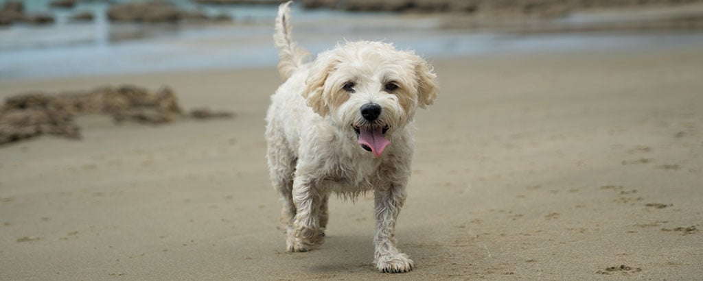 blandras maltipoo på en strand