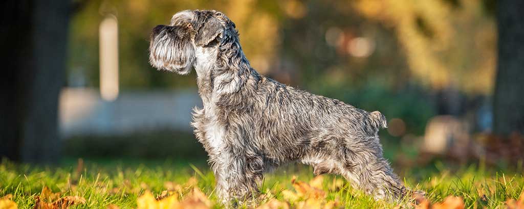 vacker hund dvärgschnauzer ute på en gräsmatta