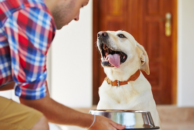 hund labrador blir serverad mat av husse