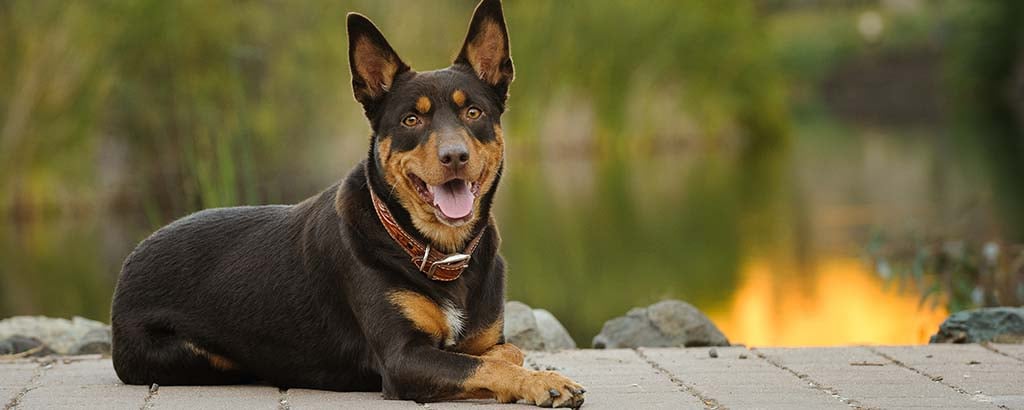 korthårig hund australian kelpie