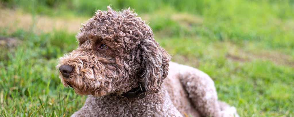 hund lagotto romagnolo med krullhårig eller lockig päls