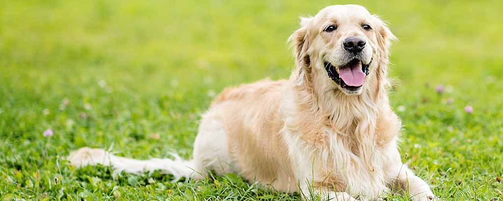 hund med långhårig päls golden retriever ligger i gräset