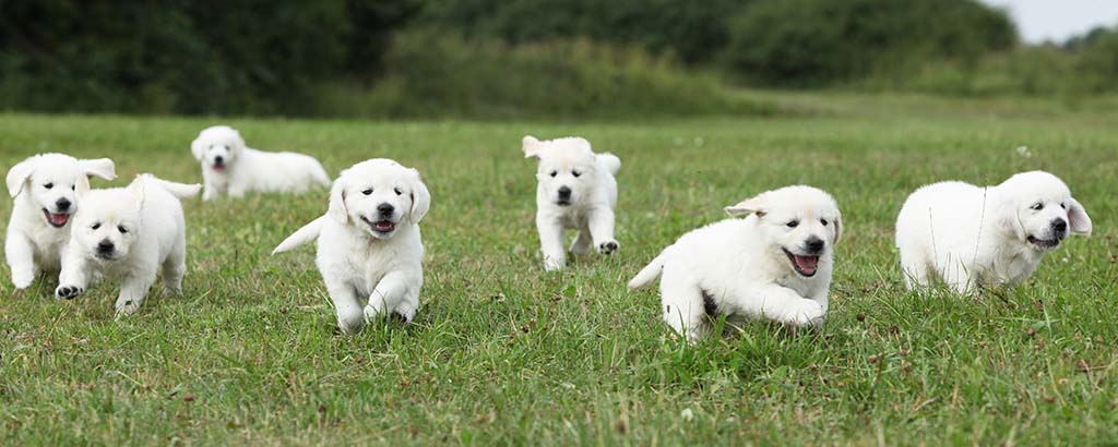 golden retriever valpar springer i gräset