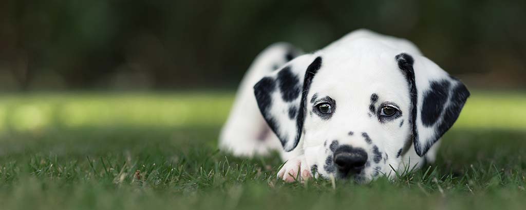 släthårig hund dalmatiner ligger på gräsmatta