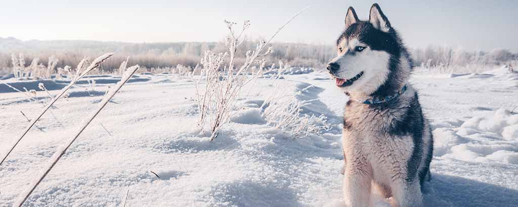 hund med strittande päls ute i snön