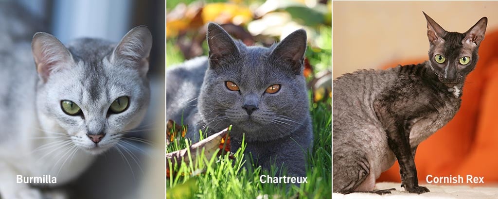 porträtt av burmilla, chartreux och cornish rex