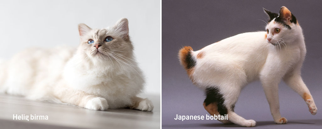 två kattraser, helig birma och japanese bobtail