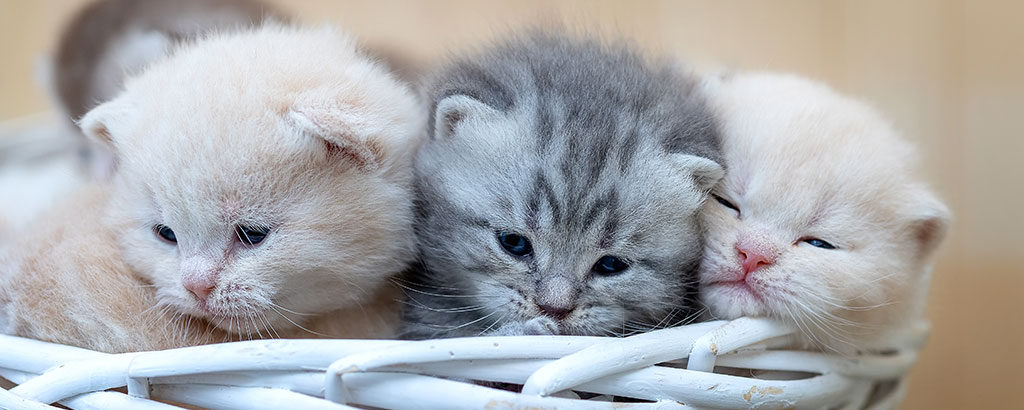 kattungar brittiskt korthår i creme och fawn