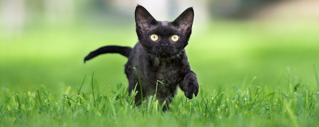 kattunge svart devon rex ute i gräset