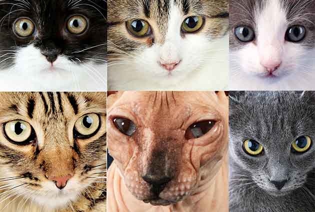detail bus tidsplan Lista på allergivänliga katter - Moderna Djurförsäkringar
