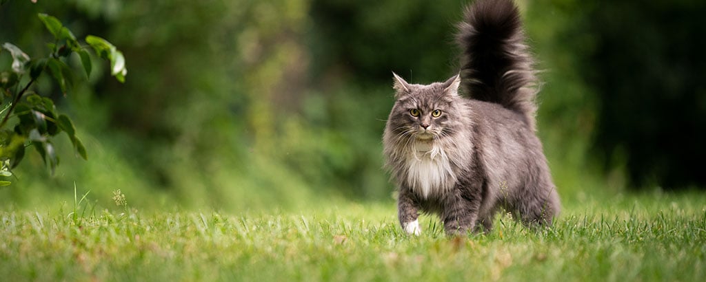 stor grå maine coon utomhus